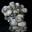 Tall Cretaceous Fossil Clam Cluster - Russia #15591-1